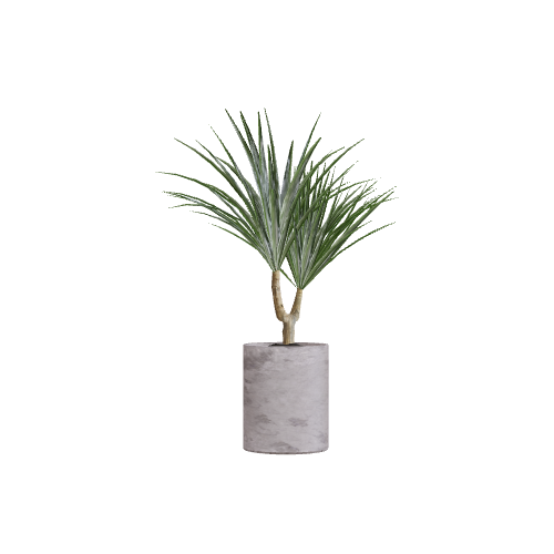 Dracaena plant 3D model