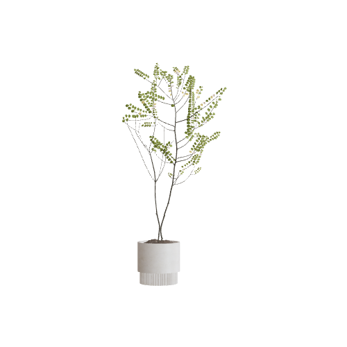 plant 3D model